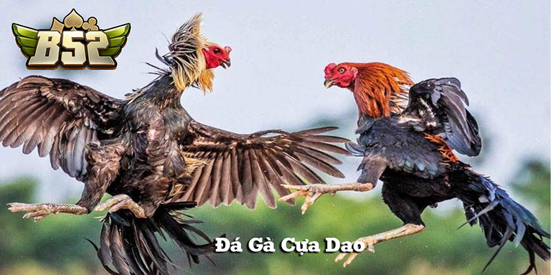 Đá gà cựa dao