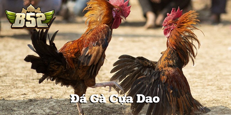 Đá gà cựa dao