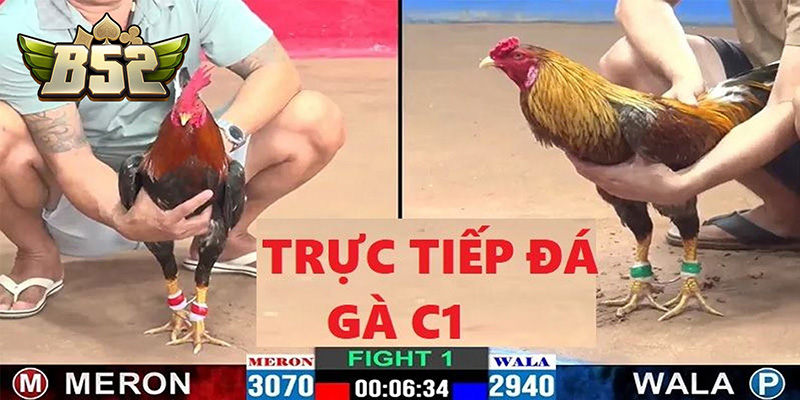 Trực tiếp đá gà C1